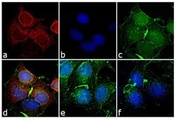 Invitrogen Goat anti-Mouse IgG2a Cross-Adsorbed Secondary Antibody, Alexa