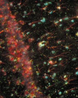 Invitrogen GFAP Monoclonal Antibody (131-17719), Alexa Fluor 594 50 &mu;L | Buy Online | Invitrogen&trade; | Fisher Scientific