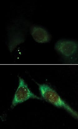 Phosphatidylinositol 3,4,5-trisphosphate Monoclonal Antibody (RC6F8), Invitrogen