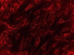 Invitrogen HMGCL Monoclonal Antibody (9F5AB9) 100 &mu;g; Unconjugated:Antibodies,