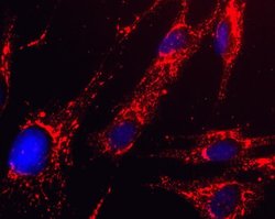 Invitrogen HADH Monoclonal Antibody (1A12BC8) 100 &mu;g; Unconjugated:Antibodies,