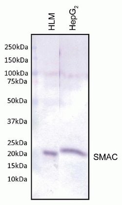 Invitrogen DIABLO Monoclonal Antibody (8H5AB2) 100 &mu;g; Unconjugated:Antibodies,