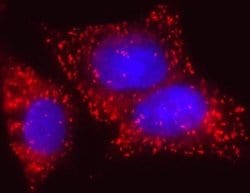 Invitrogen EHHADH Monoclonal Antibody (7F6AF11) 100 &mu;g; Unconjugated:Antibodies,