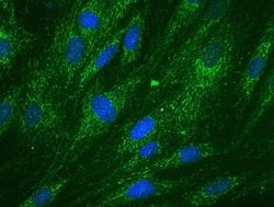 DCXR Monoclonal Antibody (4G4AF5):Antibodies, Monoclonal