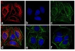 Invitrogen F(ab')2-Donkey anti-Mouse IgG (H+L) Secondary Antibody, TRITC