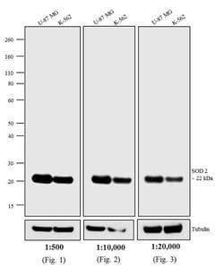 Invitrogen F(ab')2-Donkey anti-Mouse IgG (H+L) Highly Cross-Adsorbed Secondary