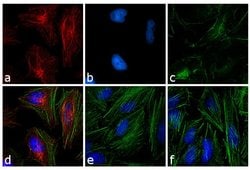 Invitrogen F(ab')2-Donkey anti-Mouse IgG (H+L) Highly Cross-Adsorbed Secondary