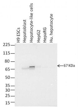 Invitrogen F(ab')2-Goat anti-Mouse IgG (H+L) Highly Cross-Adsorbed Secondary