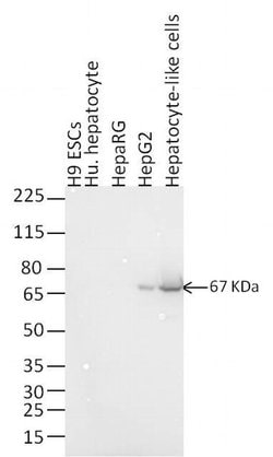 Invitrogen F(ab')2-Goat anti-Mouse IgG (H+L) Highly Cross-Adsorbed Secondary