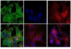 Invitrogen F(ab')2-Goat anti-Mouse IgG (H+L) Highly Cross-Adsorbed Secondary Antibody, FITC 500 &mu;g | Buy Online | Invitrogen&trade; | Fisher Scientific