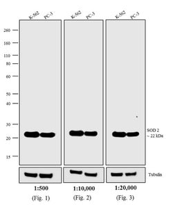 Invitrogen F(ab')2-Goat anti-Mouse IgG (H+L) Highly Cross-Adsorbed Secondary