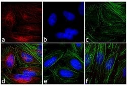 Invitrogen&trade;&nbsp;F(ab')2-Goat anti-Mouse IgG (H+L) Highly Cross-Adsorbed Secondary Antibody, TRITC