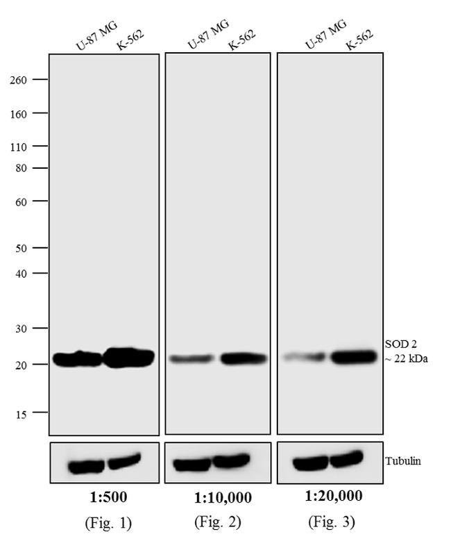 F(ab')2Goat antiMouse IgG (H+L) CrossAdsorbed Secondary Antibody