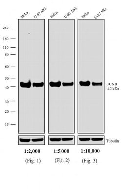 Invitrogen F(ab')2-Goat anti-Rabbit IgG (H+L) Secondary Antibody, HRP 500