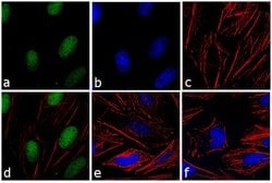 Invitrogen F(ab')2-Goat anti-Rabbit IgG (H+L) Secondary Antibody, FITC