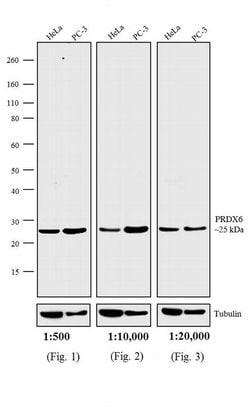 Invitrogen F(ab')2-Goat anti-Rabbit IgG (H+L) Secondary Antibody, AP 500 &mu;g | Buy Online | Invitrogen&trade; | Fisher Scientific