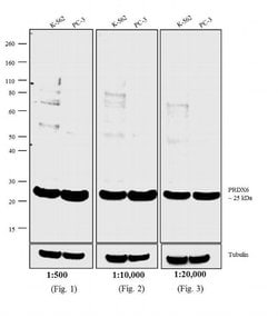 Invitrogen F(ab')2-Goat anti-Rabbit IgG (H+L) Secondary Antibody, Biotin