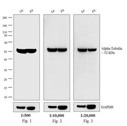 Invitrogen&trade;&nbsp;F(ab')2-Goat anti-Rat IgG (H+L) Cross-Adsorbed Secondary Antibody, Biotin