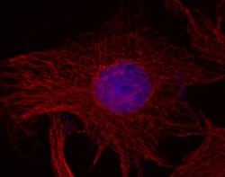 Invitrogen™ Rabbit anti-Mouse IgG (H+L) Superclonal™ Secondary Antibody, Alexa Fluor™ 647