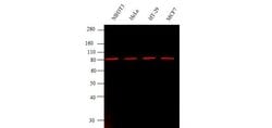 Goat anti-Rabbit IgG (Heavy Chain), Superclonal Recombinant Secondary Antibody,