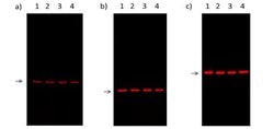 Goat anti-Mouse IgG (H+L), Superclonal™ Recombinant Secondary Antibody, Alexa Fluor™ 680, Invitrogen™
