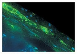 Invitrogen Synapsin 1 Polyclonal Antibody 10 &mu;g; Unconjugated:Antibodies,