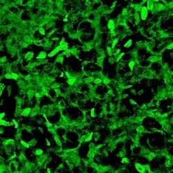 Invitrogen AANAT Polyclonal Antibody 400 &mu;L; Unconjugated:Antibodies,