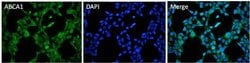 Invitrogen ABCA1 Polyclonal Antibody, DyLight 488 100 &mu;L; DyLight 488:Antibodies,