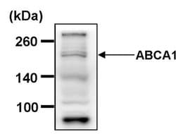 Invitrogen ABCA1 Polyclonal Antibody, DyLight 488 100 &mu;L; DyLight 488:Antibodies,
