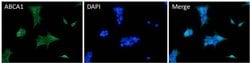 Invitrogen ABCA1 Polyclonal Antibody 100 μL; Unconjugated:Antibodies,