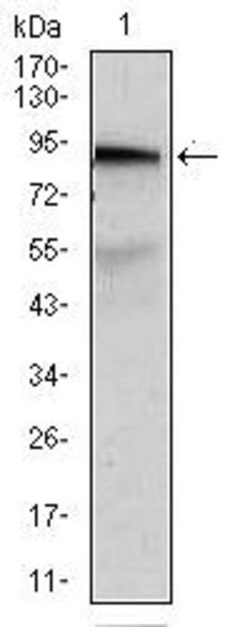ABCB5 Monoclonal Antibody (5H3C6), Invitrogen 100 &mu;g; Unconjugated:Antibodies,