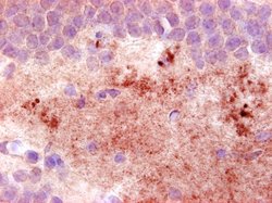 Invitrogen NPY Monoclonal Antibody (8) 400 &mu;L; Unconjugated:Antibodies,