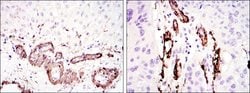 Invitrogen Alpha-Smooth Muscle Actin Monoclonal Antibody (4F4) 100 &mu;L;