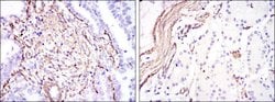 Invitrogen Alpha-Smooth Muscle Actin Monoclonal Antibody (4F4) 100 &mu;L;