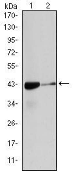 Invitrogen Alpha-Smooth Muscle Actin Monoclonal Antibody (4F4) 100 &mu;L;