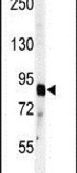 ADAMTS4 Rabbit anti-Human, Mouse, Polyclonal, Invitrogen 400 &mu;L; Unconjugated:Antibodies,