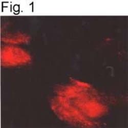 Invitrogen alpha-1a Adrenergic Receptor Polyclonal Antibody 100 &mu;L;
