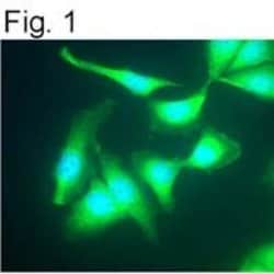 Invitrogen GRK2 Monoclonal Antibody (5D5) 100 &mu;g; Unconjugated:Antibodies,
