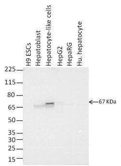 Invitrogen AFP Monoclonal Antibody (P5B8) 100 &mu;g; Unconjugated:Antibodies,