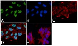 Invitrogen Tau (Cleaved Asp421, Asp422) Monoclonal Antibody (TauC3) 50 &mu;g | Buy Online | Invitrogen&trade; | Fisher Scientific
