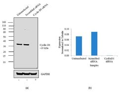 Invitrogen Cyclin D1 Monoclonal Antibody (DCS-6) 100 &mu;g; Unconjugated:Antibodies,