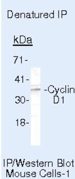 Invitrogen Cyclin D1 Monoclonal Antibody (DCS-6) 100 &mu;g; Unconjugated:Antibodies,