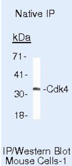 Invitrogen Cyclin D1 Monoclonal Antibody (DCS-6) 100 &mu;g; Unconjugated:Antibodies,