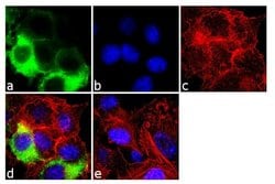 Invitrogen Cyclin D1 Monoclonal Antibody (DCS-6) 100 &mu;g; Unconjugated:Antibodies,