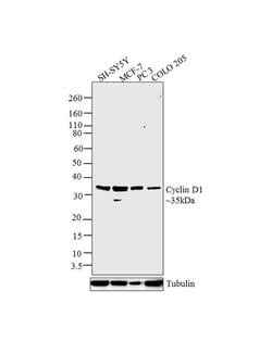 Invitrogen Cyclin D1 Monoclonal Antibody (DCS-6) 100 &mu;g; Unconjugated:Antibodies,