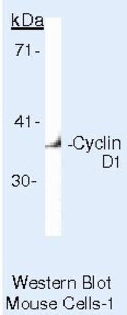 Invitrogen Cyclin D1 Monoclonal Antibody (DCS-6) 100 &mu;g; Unconjugated:Antibodies,