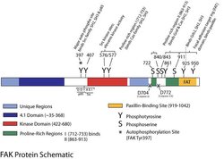 Invitrogen FAK Polyclonal Antibody 500 &mu;g | Buy Online | Invitrogen&trade; | Fisher Scientific