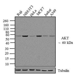 Invitrogen AKT1 Monoclonal Antibody (9Q7) 100 &mu;g; Unconjugated:Antibodies,