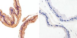 Invitrogen AKT1 Monoclonal Antibody (9Q7) 100 &mu;g; Unconjugated:Antibodies,