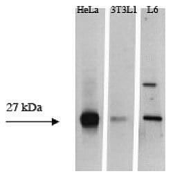 Invitrogen HSP27 Polyclonal Antibody 100 &mu;g; Unconjugated:Antibodies,